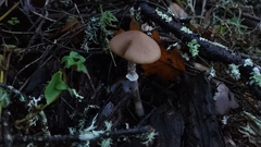 Psathyrella longistriata