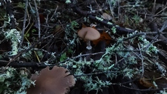 Psathyrella longistriata