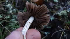 Psathyrella longistriata