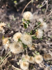 Brickellia veronicifolia