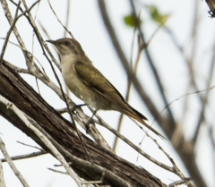 Chrysococcyx osculans