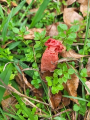 Lysurus periphragmoides