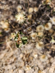 Brickellia veronicifolia