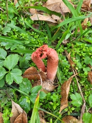 Lysurus periphragmoides