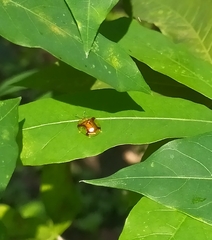 Aspidimorpha sanctaecrucis