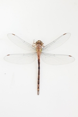 Aeshnidae