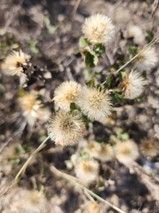 Brickellia veronicifolia