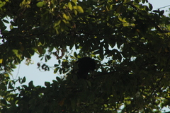 Cassiculus melanicterus