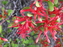 Peraxilla tetrapetala