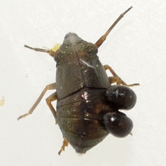 Dryinidae