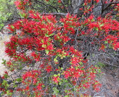 Peraxilla tetrapetala