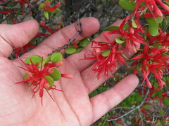 Peraxilla tetrapetala