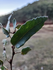 Quercus vaseyana