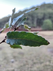 Quercus vaseyana