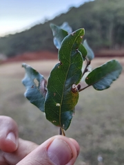 Quercus vaseyana