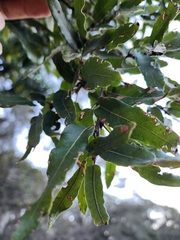 Quercus vaseyana