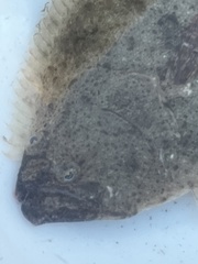 Paralichthys californicus