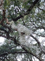 Quercus vaseyana