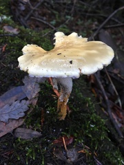 Stropharia ambigua
