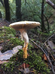 Stropharia ambigua