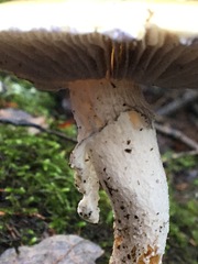 Stropharia ambigua