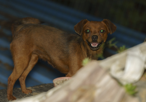 Domestic Dog
