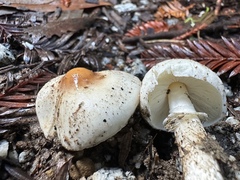 Lepiota castaneidisca