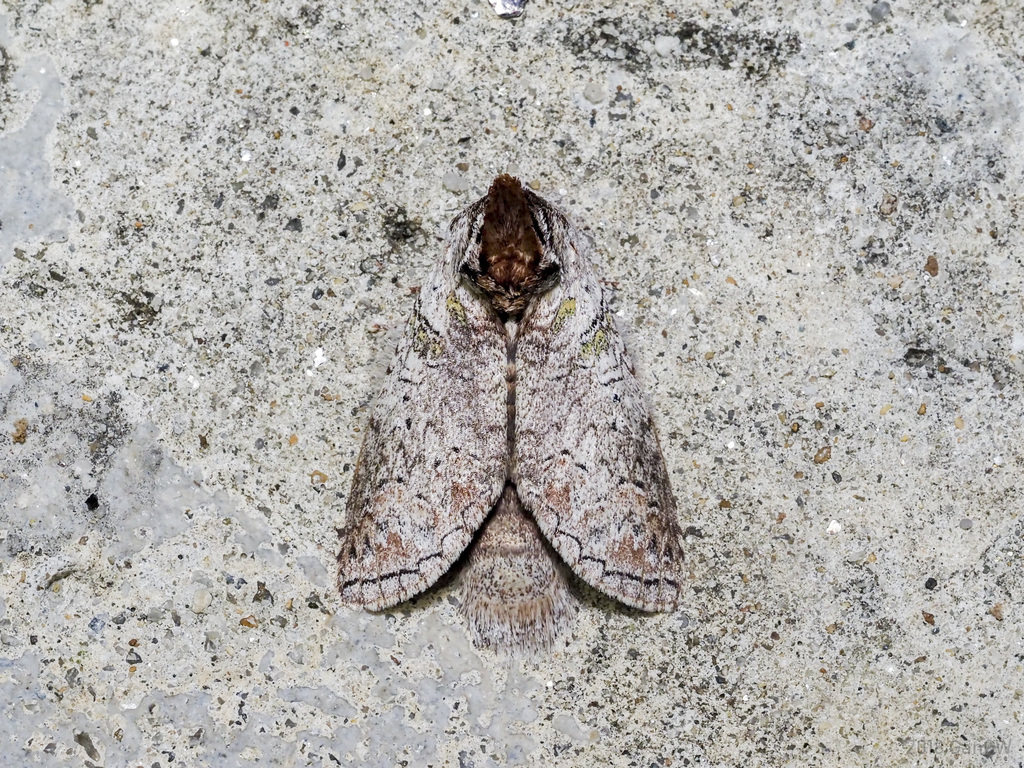 Calyptronotum