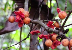 Lepiderema sericolignis