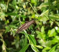 Acrididae