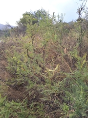 Prosopis flexuosa