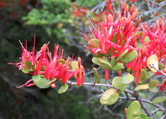 Peraxilla tetrapetala