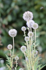 Echinops exaltatus