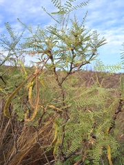 Prosopis flexuosa