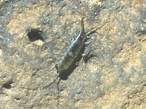 Ligia hawaiensis, 2022-12-09