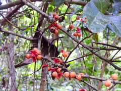 Lepiderema sericolignis