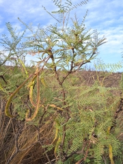 Prosopis flexuosa