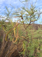 Prosopis flexuosa