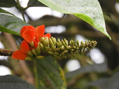 Erythrina edulis