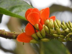 Erythrina edulis