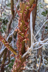 Arctostaphylos patula