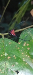 Macracantha arcuata