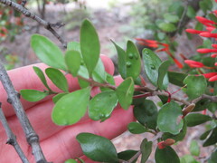 Peraxilla tetrapetala