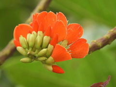 Erythrina edulis