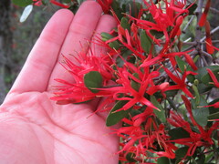 Peraxilla tetrapetala