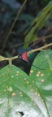 Macracantha arcuata