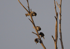 Melithreptus affinis