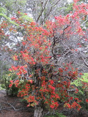 Peraxilla tetrapetala