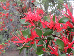 Peraxilla tetrapetala