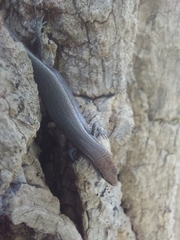 Lampropholis delicata